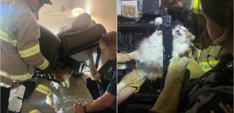 Fat cat prefers to be stuck in a chair rather than go to the vet (3 photos)