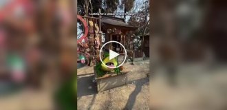 Жабий храм в Японии