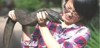 Giant Salamander: People in China Are Crazy About These Giants! (11 photos)