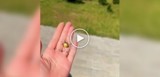 Девушка в Австралии достала из автомобиля крупного паука