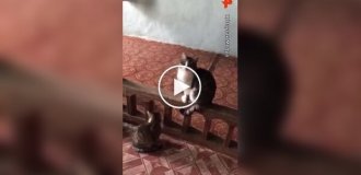 Мужчина пожалел уличных кошек, страдающих от холода