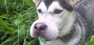 Собаки, которые съели пчелу и очень об этом жалеют (18 фото)