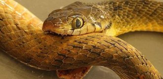 What happens if a poisonous snake bites itself? Unexpected Results of Observations (6 photos)