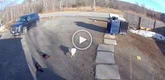 Смелый охранник с крыльями: гусь не пустил курьера на ферму