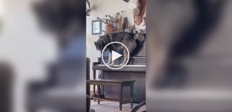 A Dog on a Piano