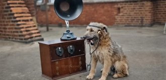 Подборка смешных и забавных фотографий с собаками, которые поднимут настроение (21 фото)