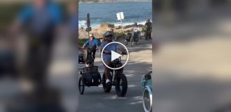 Велопробег корги в люльках