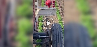Стой, дальше нельзя: отважная птица перегородила путь технике