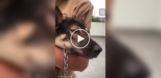 Crying dog who met his owner again after Typhoon Yagi