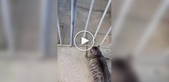 Упитанный и непредсказуемый кот