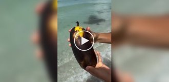 A banana king was found in Hawaii