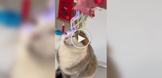 Высшая степень кошачьего наслаждения