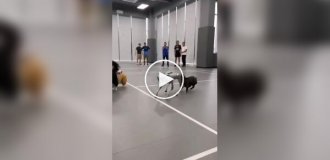 Реакция собак на робопса