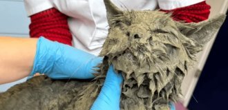 Almost concreted over: passersby rescued a cat completely covered in cement (4 photos)