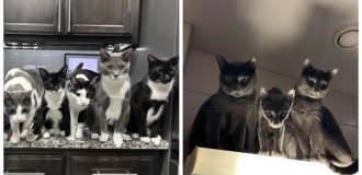 30 фото, доказывающих, что кошки участвуют в тайном заговоре и готовят переворот (31 фото)
