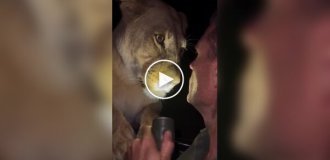 Мужчина оказался лицом к лицу со львицей и сохранил удивительное спокойствие