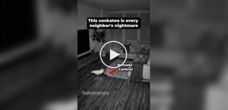 Соседи в шоке: какаду научился включать телевизор