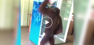 The orangutan took the drink from the refrigerator