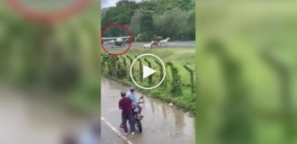 Самолет чуть не врезался в трех лошадей