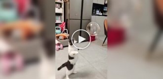 Реакція кота на мильний міхур