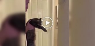 Шутливый тест на интеллект для домашних животных