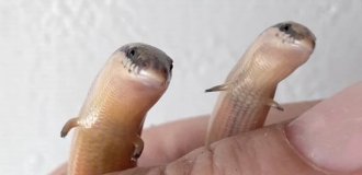Madagascar Skinks: The "Snakes" Nobody Is Afraid Of (10 Photos)