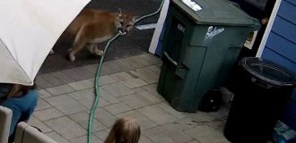 Family encountered a cougar in their yard (7 photos + 1 video)