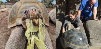The oldest inhabitant of the San Diego Zoo died at the age of 141 (4 photos + 1 video)