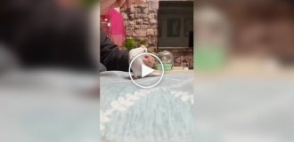 Парень научил своего попугая делать заднее сальто