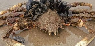“They can destroy the city”: “alien” jellyfish and crabs were spotted on the beach (4 photos)
