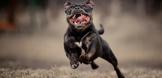 «Зуми-психоз»: вот что будет, если долго не обращать внимания на питомца (10 фото)