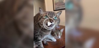 Подвійне котяче кекеке