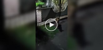 Собака сменила сторону забора и вспомнила о своей работе