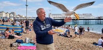 Experts Calculate How Much Food Seagulls Steal From Brits Each Year (1 photo + 2 videos)