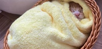 В сети рассказали о необычном японском «ритуале здоровья» для спасённых котят (4 фото)