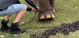 An elephant walking without chains for the first time in 41 years has won the hearts of Internet users (8 photos)