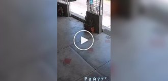 A dog quickly knocked a pedestrian out of its way