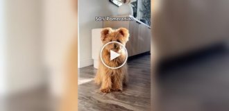 Очаровательный пес породы Помапу