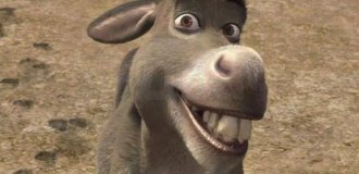 Perry the Donkey, Who Became the Model for Donkey from "Shrek", Dies in the USA (3 photos)