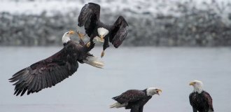 Білоголові орлани атакують жителів Аляски (3 фото)