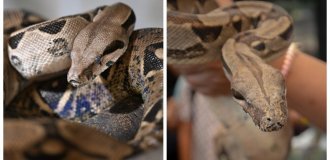 Пуерто-Ріко стогне від навали гігантських змій (4 фото + 1 відео)