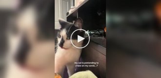 Кошка нашла гениальный способ троллить хозяйку