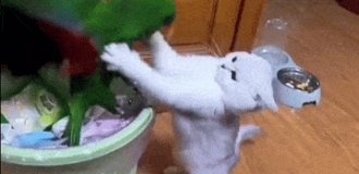 Cool gifs. Issue 2727