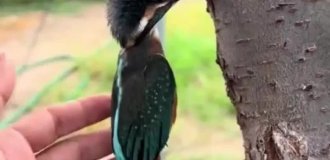 Kingfisher: birds stuck in trees (11 photos)
