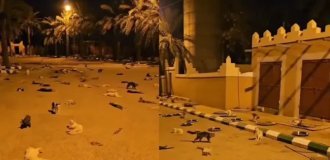 Самая кошачья улица в Саудовской Аравии (1 фото + 4 видео)