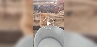 Коты пьют молоко из-под коровы