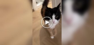 Забавная трехцветная кошка