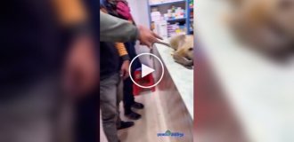 A monkey came to a drugstore for help