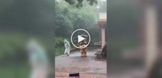 Shanghai Disneyland staff forced to work during a typhoon