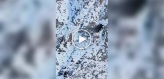 An eagle stole a drone in flight while filming and took a selfie